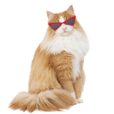 Spot Pet Gafas Gato Perro Gafas de sol Teddy Personalidad Divertida Ropa para la cabeza Accesorios para mascotas